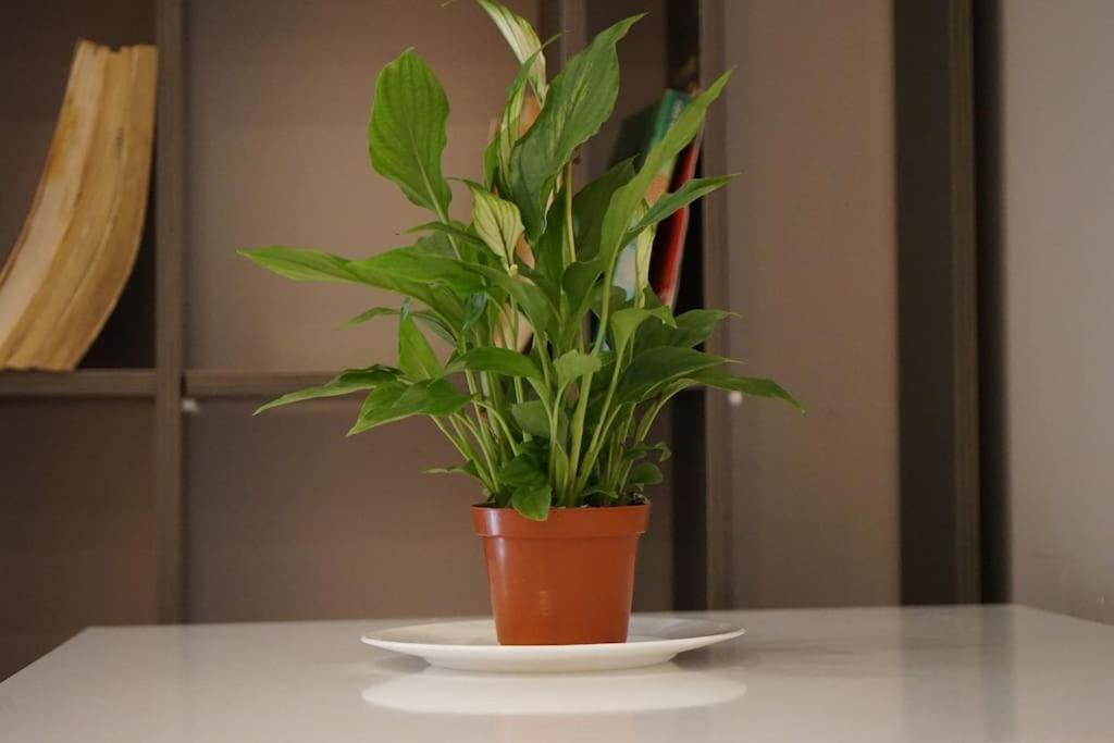 Appartamento Tokaapartment